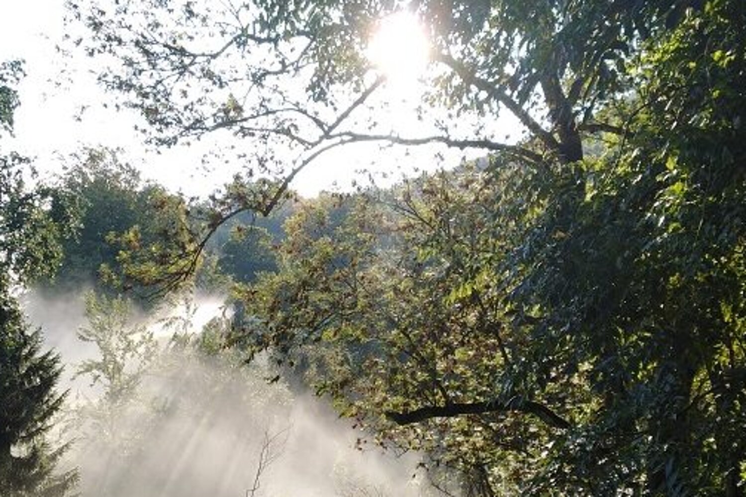 Magical fall